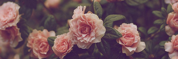 wild-roses